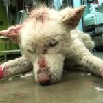 Homeless Husky Collapses After Living In Garbage Dump Outside City For Years