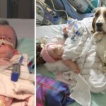 Basset Hounds Stay With Dying Baby Until She Takes Her Final Breath
