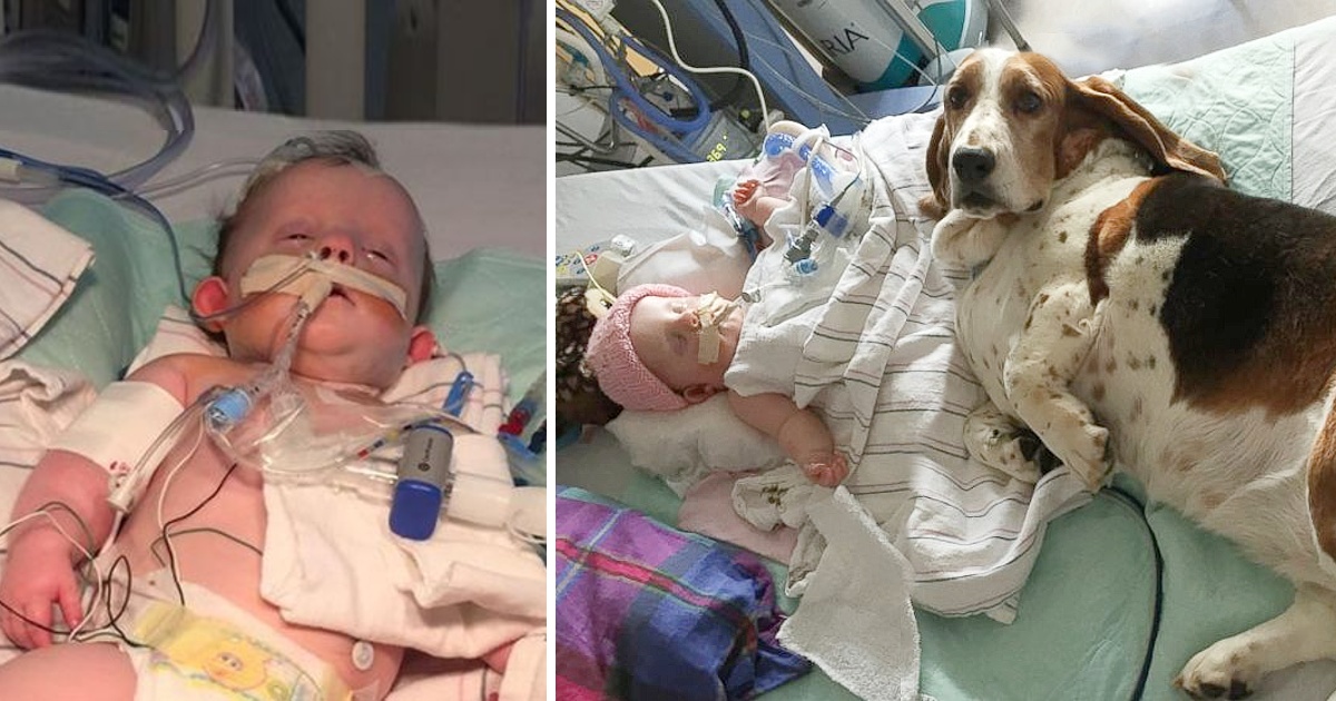 Basset Hounds Stay With Dying Baby Until She Takes Her Final Breath