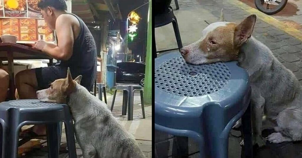 Hungry Dog Rests His Head on a Chair in a Restaurant; Waiting for Food to Be Given to Him