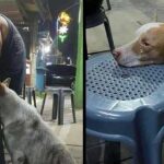 Hungry Dog Rests His Head on a Chair in a Restaurant; Waiting for Food to Be Given to Him