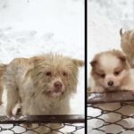 Hungry puppies line up in the snow waiting for their mother to beg for food