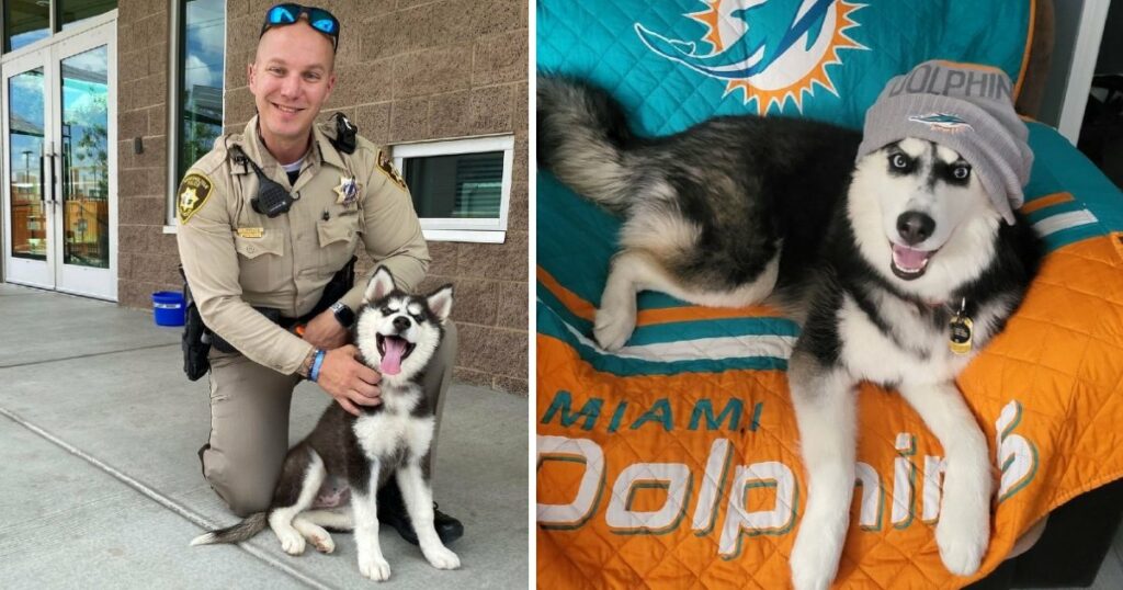 Husky rescued from 113-degree car now living her best life with new family