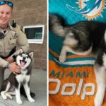 Husky rescued from 113-degree car now living her best life with new family