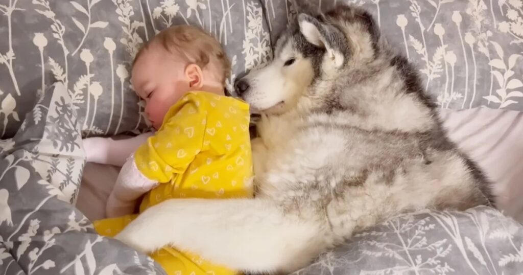 Husky melts 2M hearts adorably ‘hugging’ baby sister while they sleep