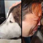 “I know you loved me too”: tearfully says goodbye to his puppy after 12 years of faithful company