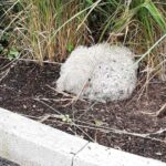 If only he could speak: Blind senior dog found ‘curled up in a little ball by the roadside’