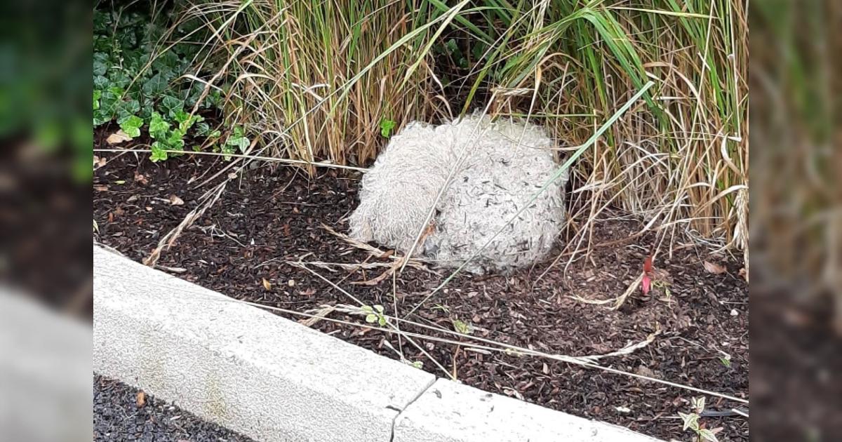 If only he could speak: Blind senior dog found ‘curled up in a little ball by the roadside’