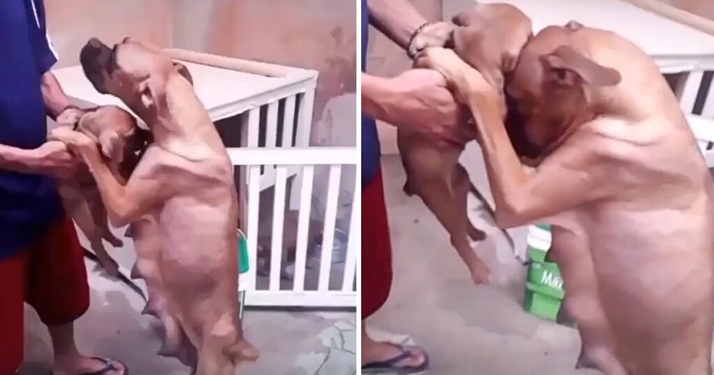 Mama Dog Shedding Tears, Begging & Holding Back When Sees Owner Selling Her Puppies