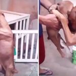 Mama Dog Shedding Tears, Begging & Holding Back When Sees Owner Selling Her Puppies