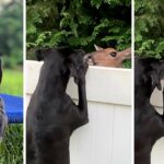 Deer creates special bond with dog over fence and comes back every day to visit