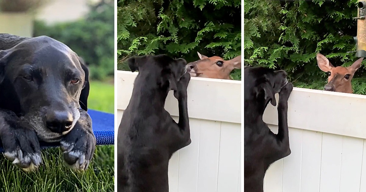 Deer creates special bond with dog over fence and comes back every day to visit