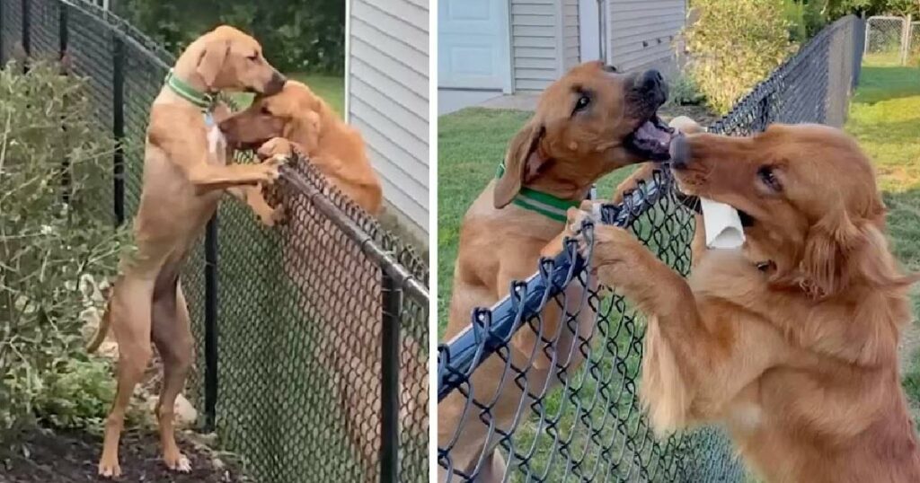 Image of a dog going to see his mate every day until she died