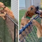 Image of a dog going to see his mate every day until she died