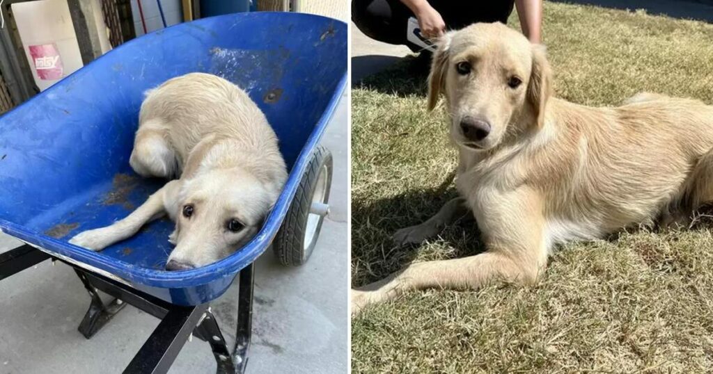 This Shelter Dog Was In A Wheelbarrow Headed For Death, But Then Something Amazing Happened