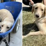 This Shelter Dog Was In A Wheelbarrow Headed For Death, But Then Something Amazing Happened