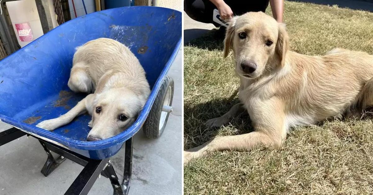 This Shelter Dog Was In A Wheelbarrow Headed For Death, But Then Something Amazing Happened