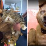 This Dog Without Eyes and His Support Cat Have Been Adopted Into a New Family Together
