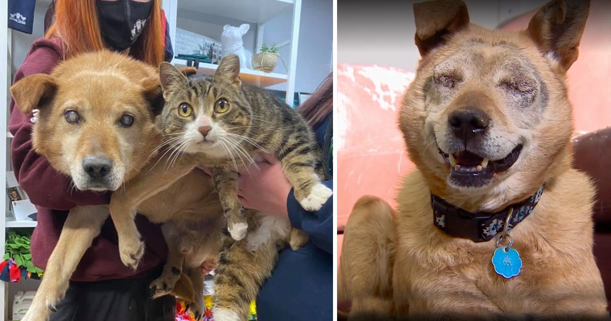 This Dog Without Eyes and His Support Cat Have Been Adopted Into a New Family Together