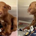 Stray Puppy Can’t Stop Smiling After Being Rescued From The Streets, And The Video Goes Viral