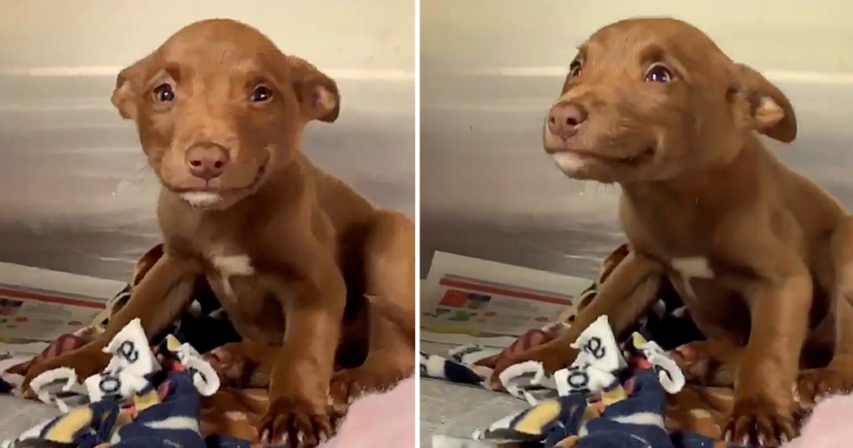 Stray Puppy Can’t Stop Smiling After Being Rescued From The Streets, And The Video Goes Viral