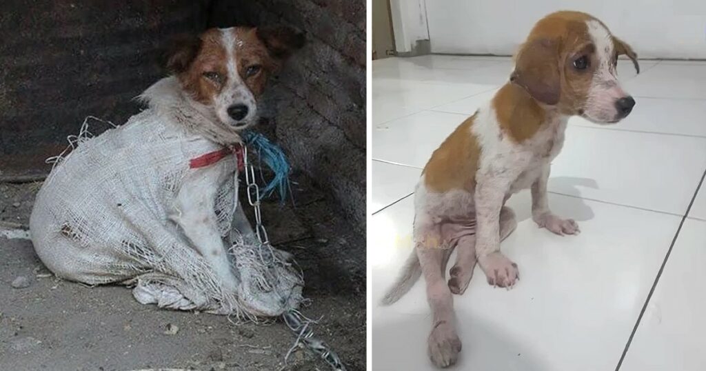 Poor Puppy Locked In The Slaughterhouse With Helpless Eyes Begging For Help