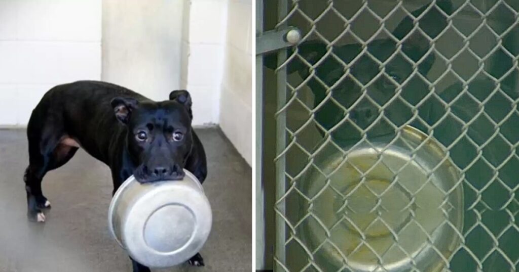 Sweet Little Dog Spent 4 Years Locked In A Kennel Because Everyone Thought She Was “Bad”