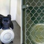 Sweet Little Dog Spent 4 Years Locked In A Kennel Because Everyone Thought She Was “Bad”