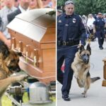 The image of a loyal dog crying by its owner’s coffin, not wanting to leave, makes everyone choke