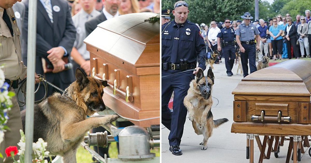 The image of a loyal dog crying by its owner’s coffin, not wanting to leave, makes everyone choke