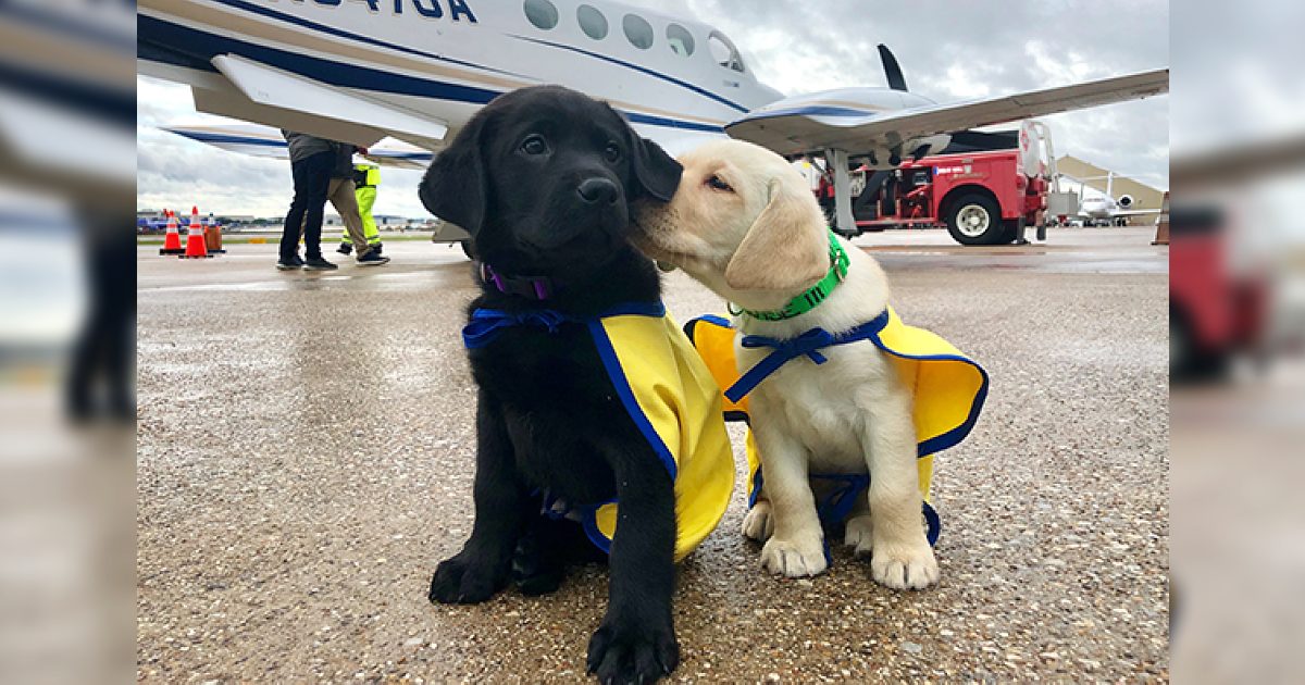 Let’s celebrate our amazing volunteer pilots and their cute canine companions who help train assistance dogs at Canine Companions for Independence!