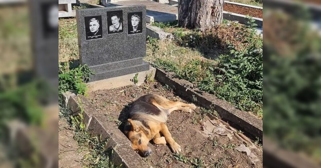 The unwavering loyalty of a dog has left many touched, as it has been lying next to its owner’s grave for ten consecutive days without ever leaving