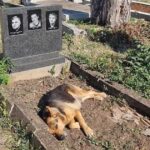 The unwavering loyalty of a dog has left many touched, as it has been lying next to its owner’s grave for ten consecutive days without ever leaving