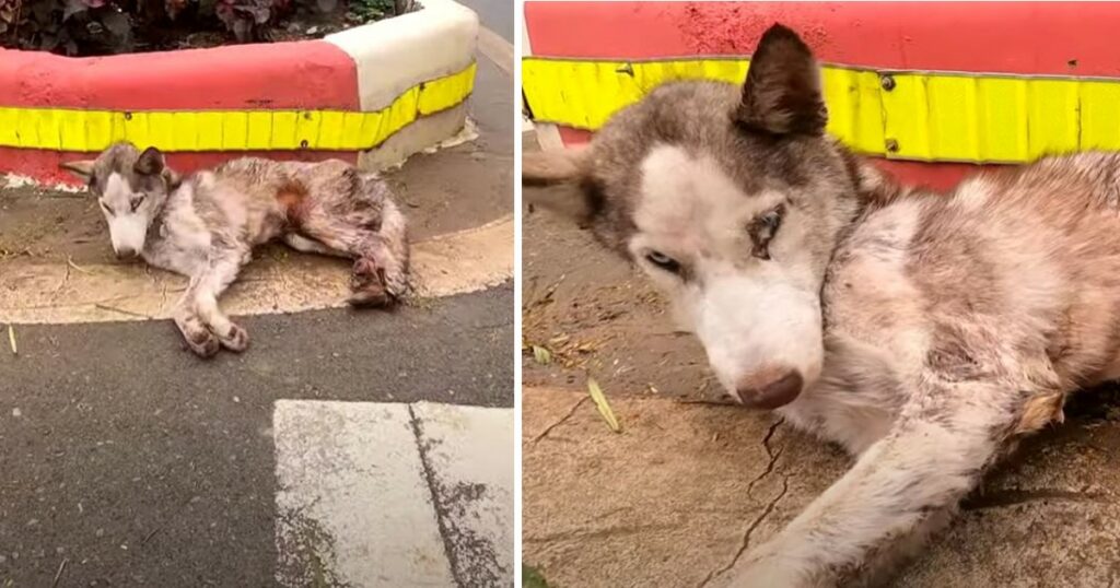 Rescue The Poor Dog That Is Sick, Exhausted, Lying Helpless On The Street without Any Help