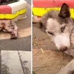 Rescue The Poor Dog That Is Sick, Exhausted, Lying Helpless On The Street without Any Help