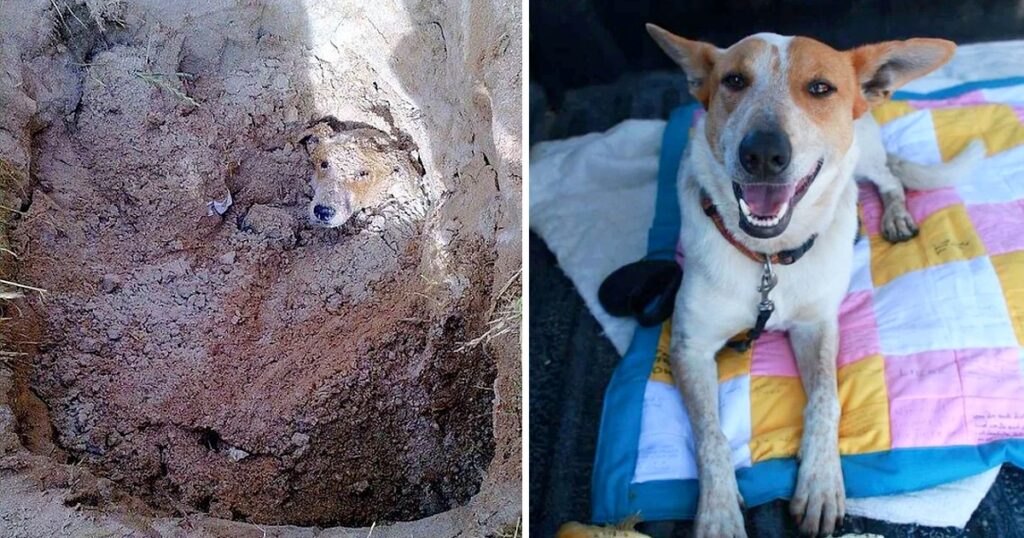 Rescue The Dog That Cried For Help When The Owner Buried It In A Deep Hole