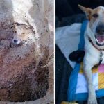 Rescue The Dog That Cried For Help When The Owner Buried It In A Deep Hole