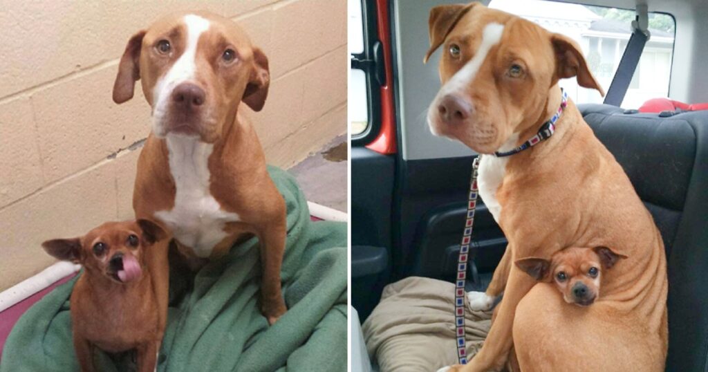 Refusing to be adopted without her beloved companion, this Pit Bull and her best friend are now thriving in a caring and affectionate home