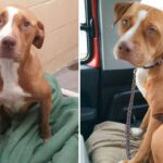 Refusing to be adopted without her beloved companion, this Pit Bull and her best friend are now thriving in a caring and affectionate home