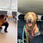 Man Who Swore He’d Never Stop Looking For His Lost Dog Finally Finds Him After 4 Years