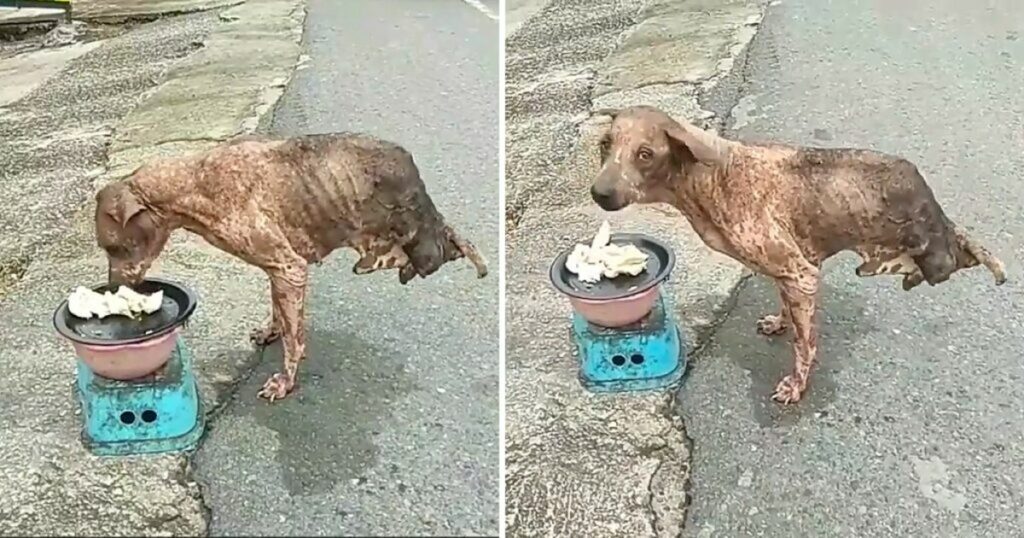 An abandoned dog, with only two legs, miraculously survived despite receiving no help from anyone.