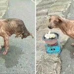 An abandoned dog, with only two legs, miraculously survived despite receiving no help from anyone.