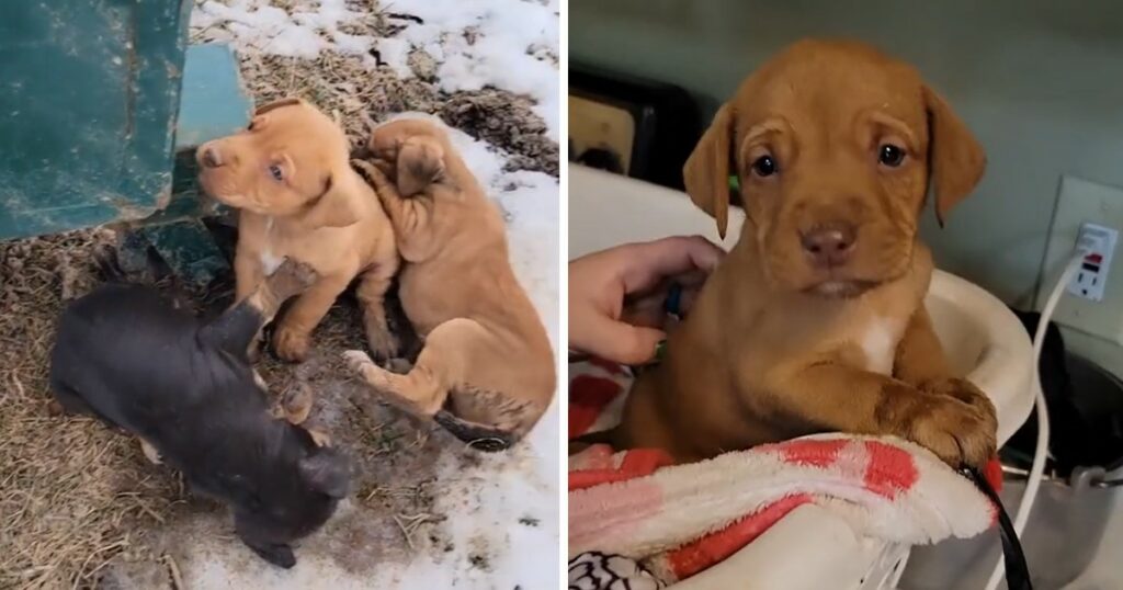 “Please, please: stay alive”: the last-minute rescue of the puppies is breathtaking