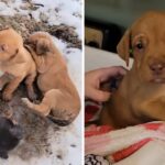 “Please, please: stay alive”: the last-minute rescue of the puppies is breathtaking