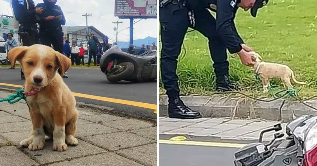 Loyal Puppy Refuses To Leave The Spot Where His Owner Died In Tragic Crash