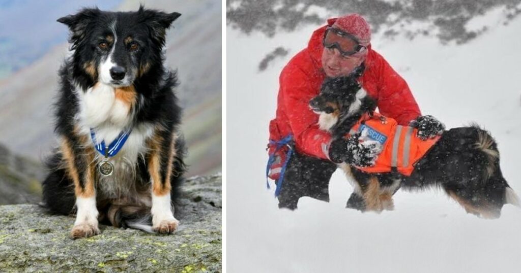 Mountain dog receives an award for more than 200 rescues in 11 years of service