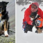 Mountain dog receives an award for more than 200 rescues in 11 years of service