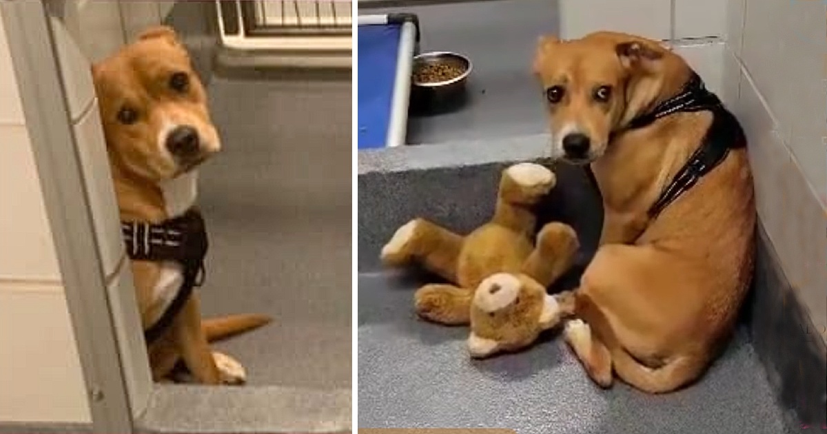 Scared Dog Clinged To Her Teddy Bear After Being Dumped At ‘Kill Shelter’ By Her Family