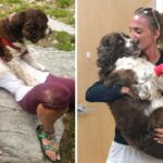 Compassionate Woman Rescues Injured Dog from Mountain, Embarks on a 7-Mile Journey to Seek Aid