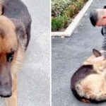 A retired police dog sheds tears of joy when he reunites with his former handler, expressing deep emotional connection and happiness